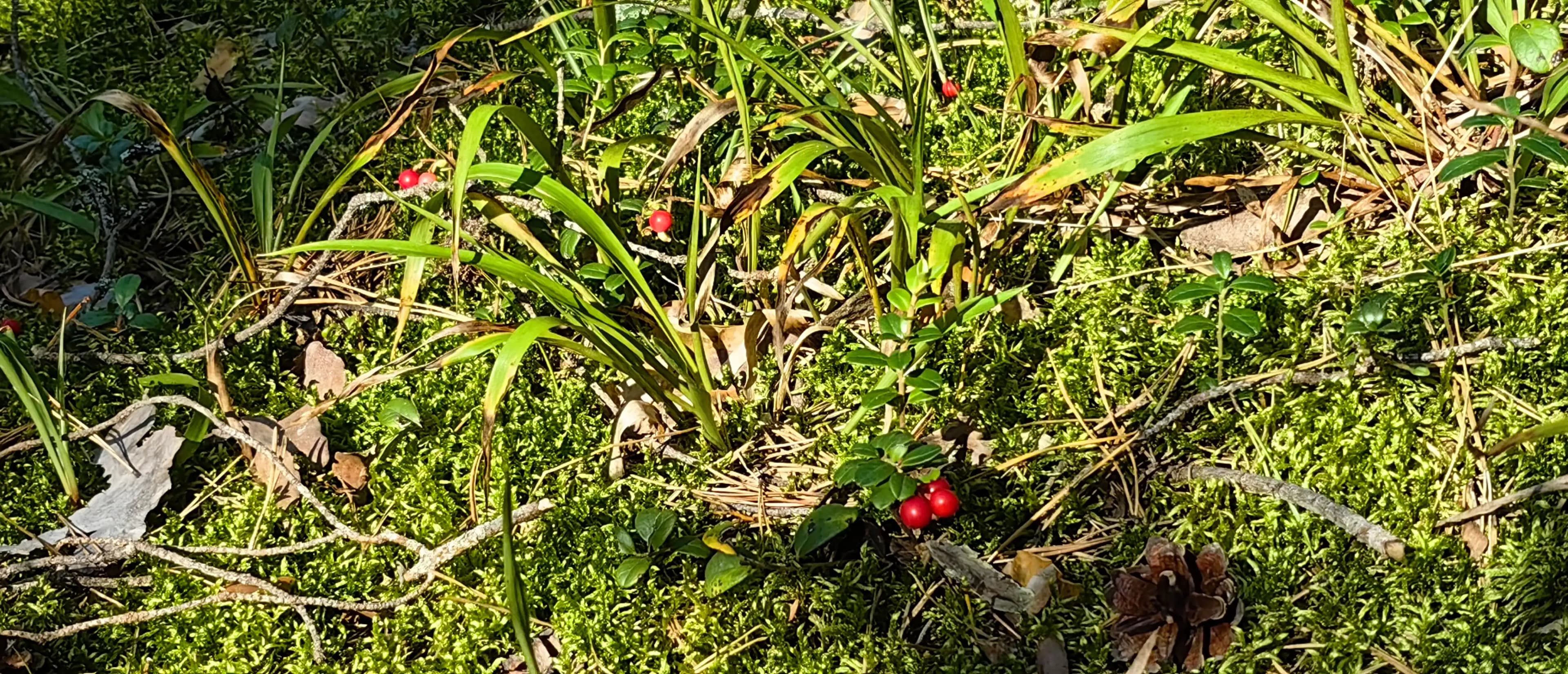 Абрикос на фоне природы