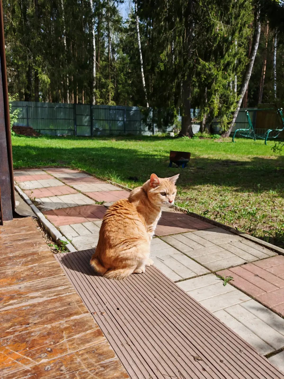 Абрикос ловит солнечные лучи