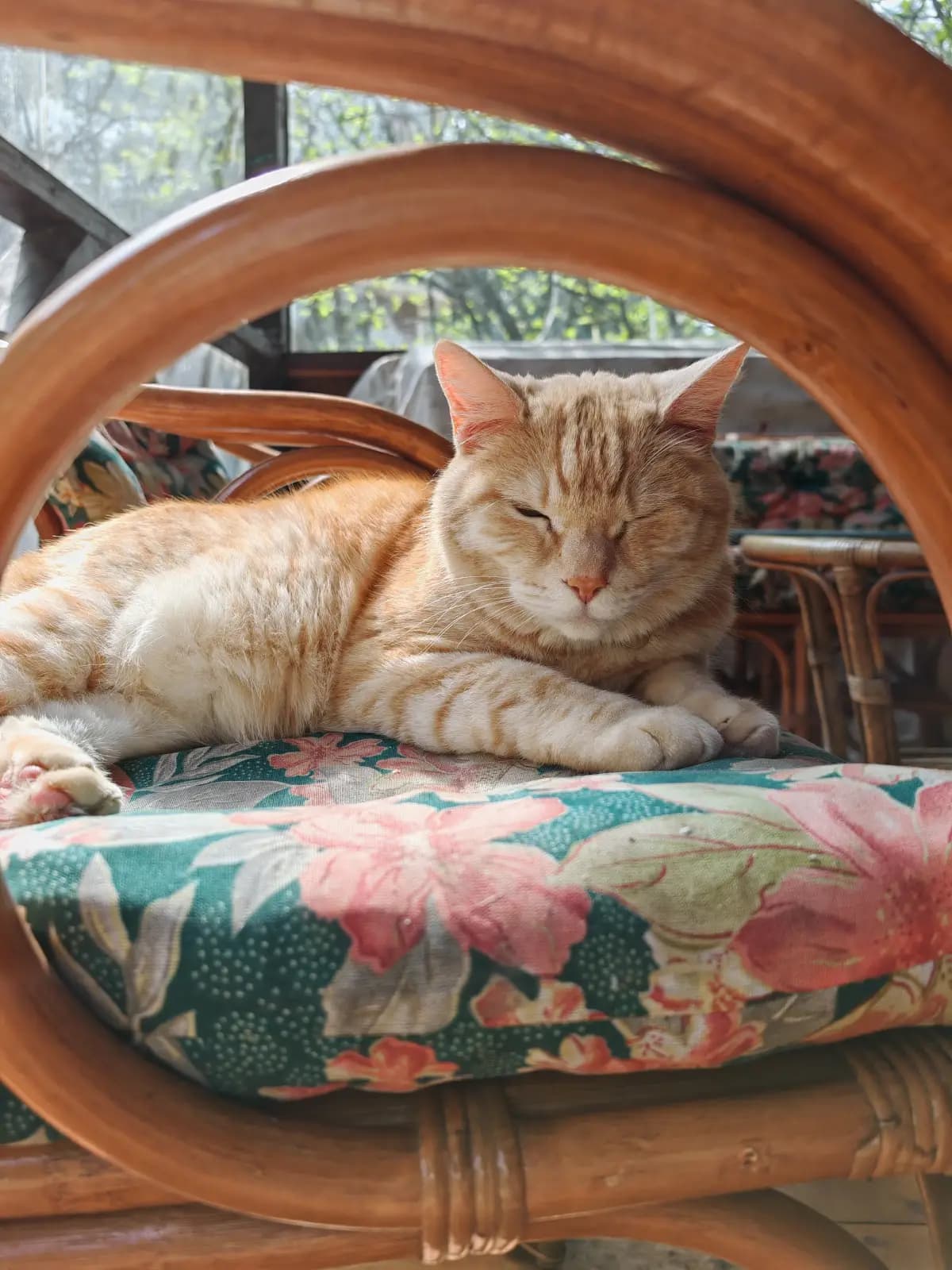 Моменты из жизни Абрикоса