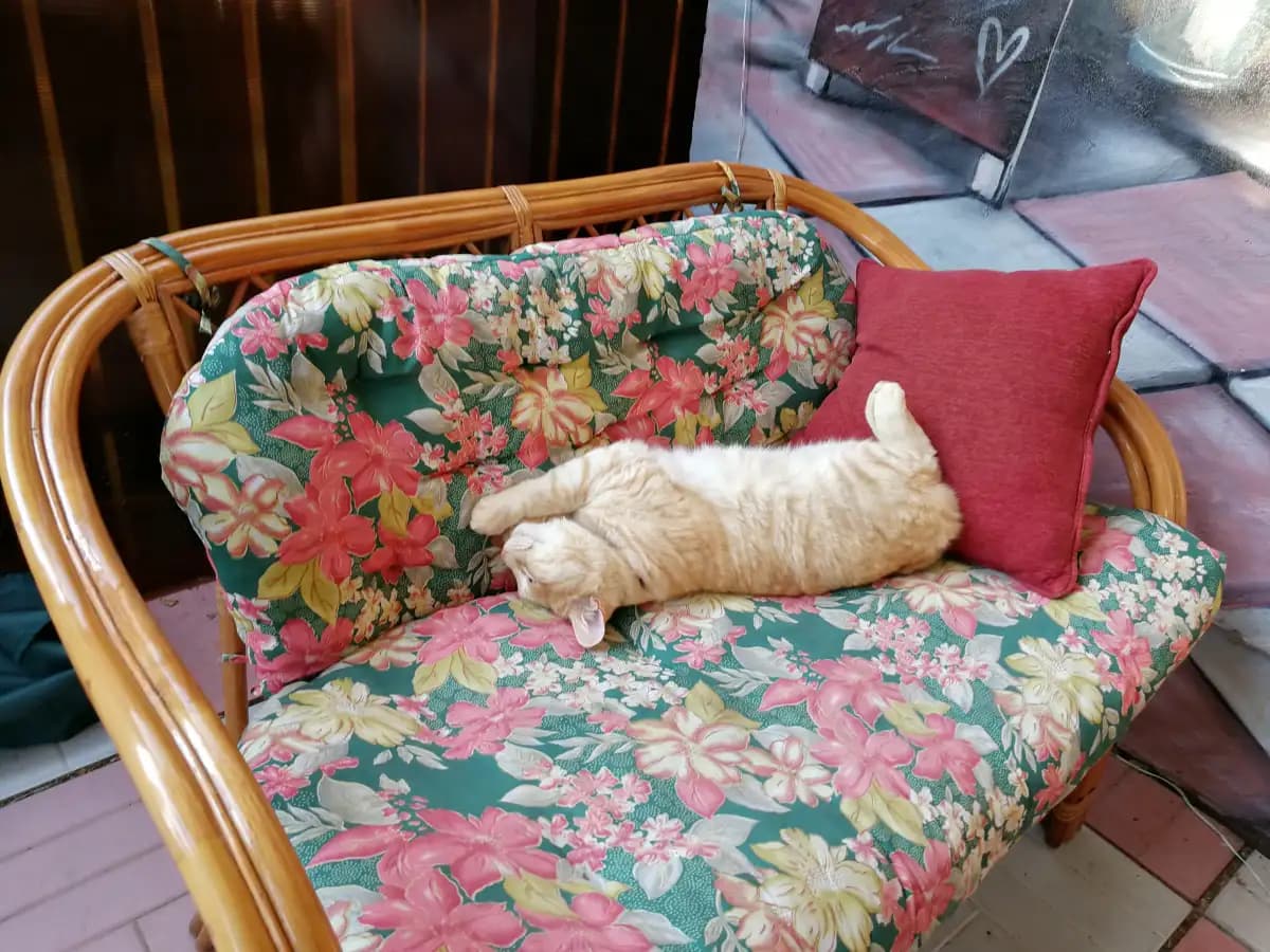 Моменты из жизни Абрикоса