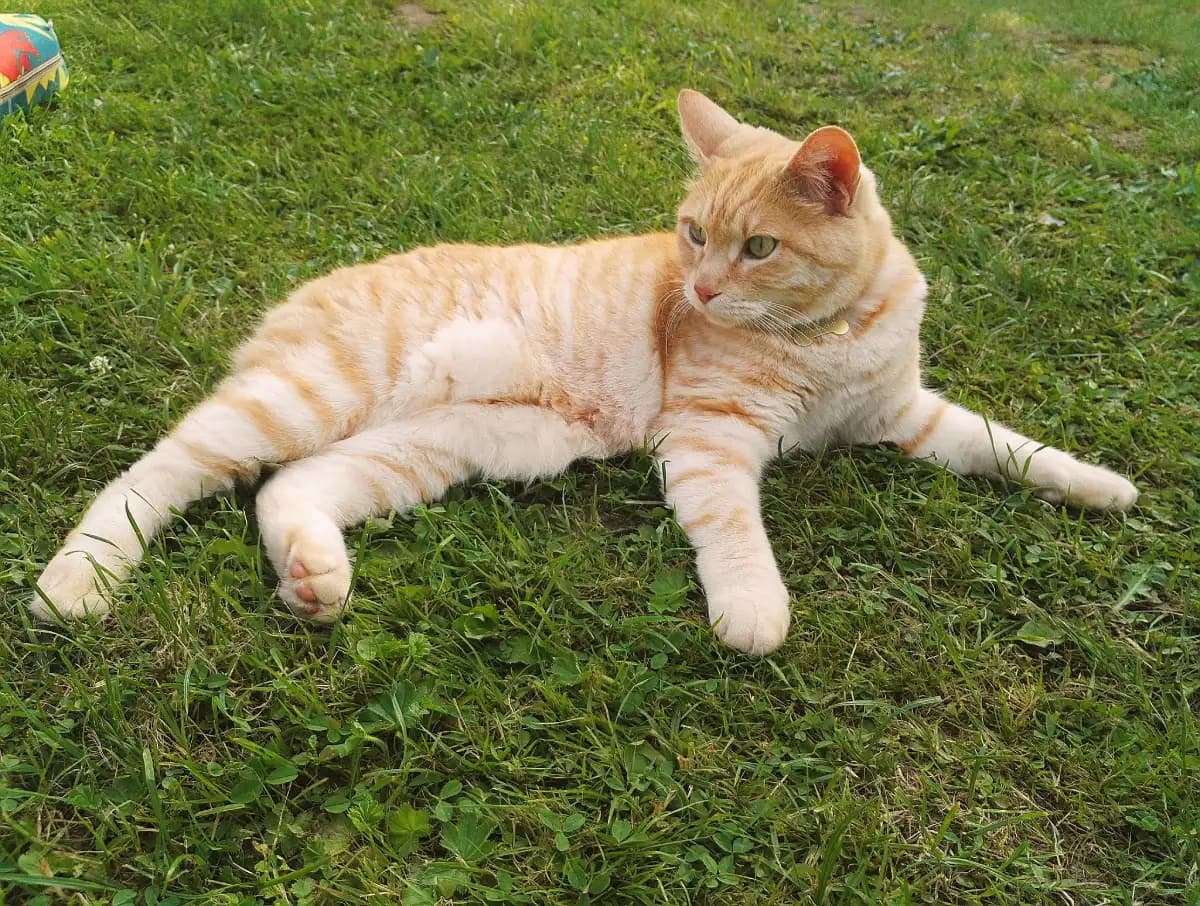 Моменты из жизни Абрикоса