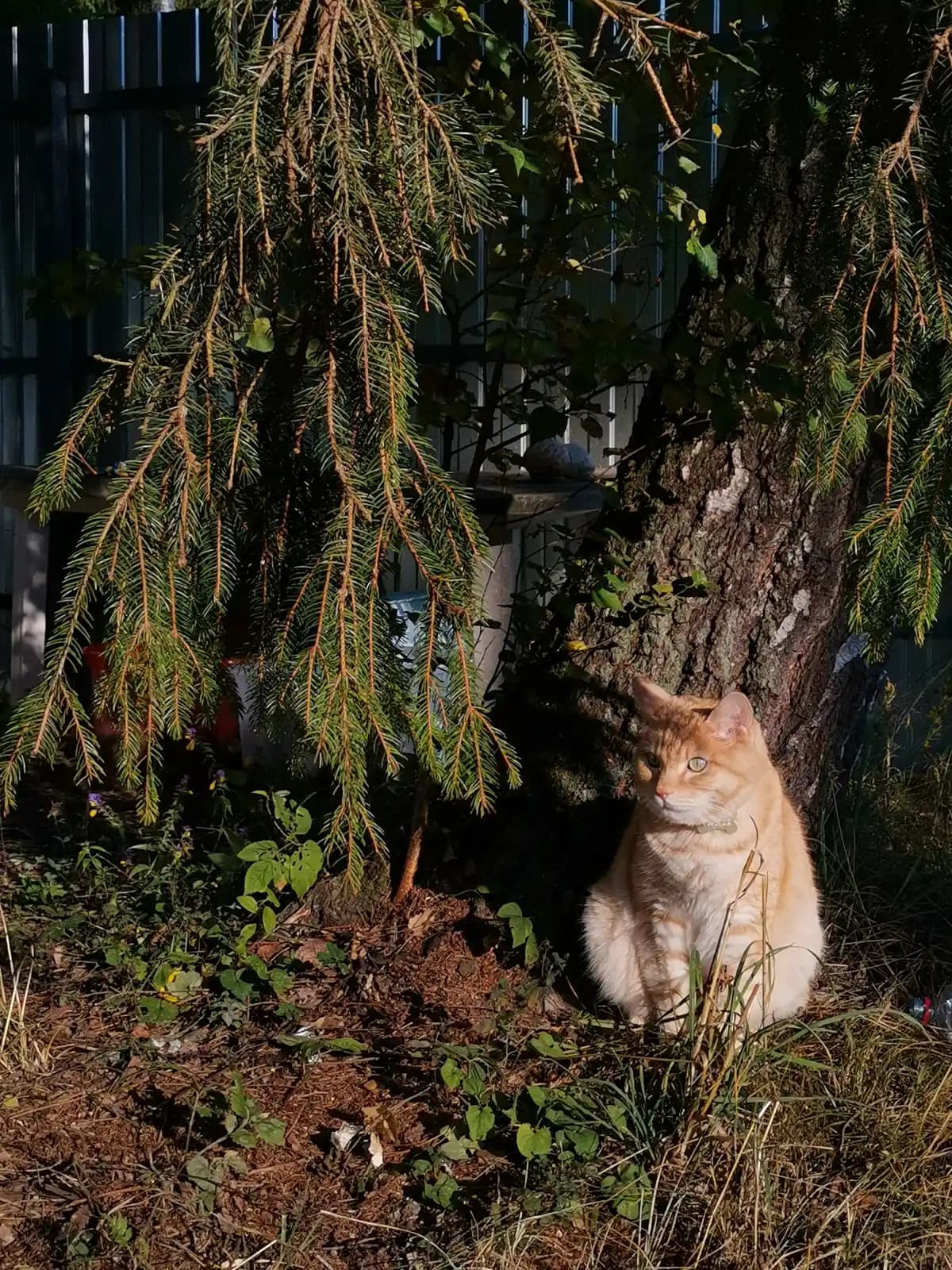 Моменты из жизни Абрикоса