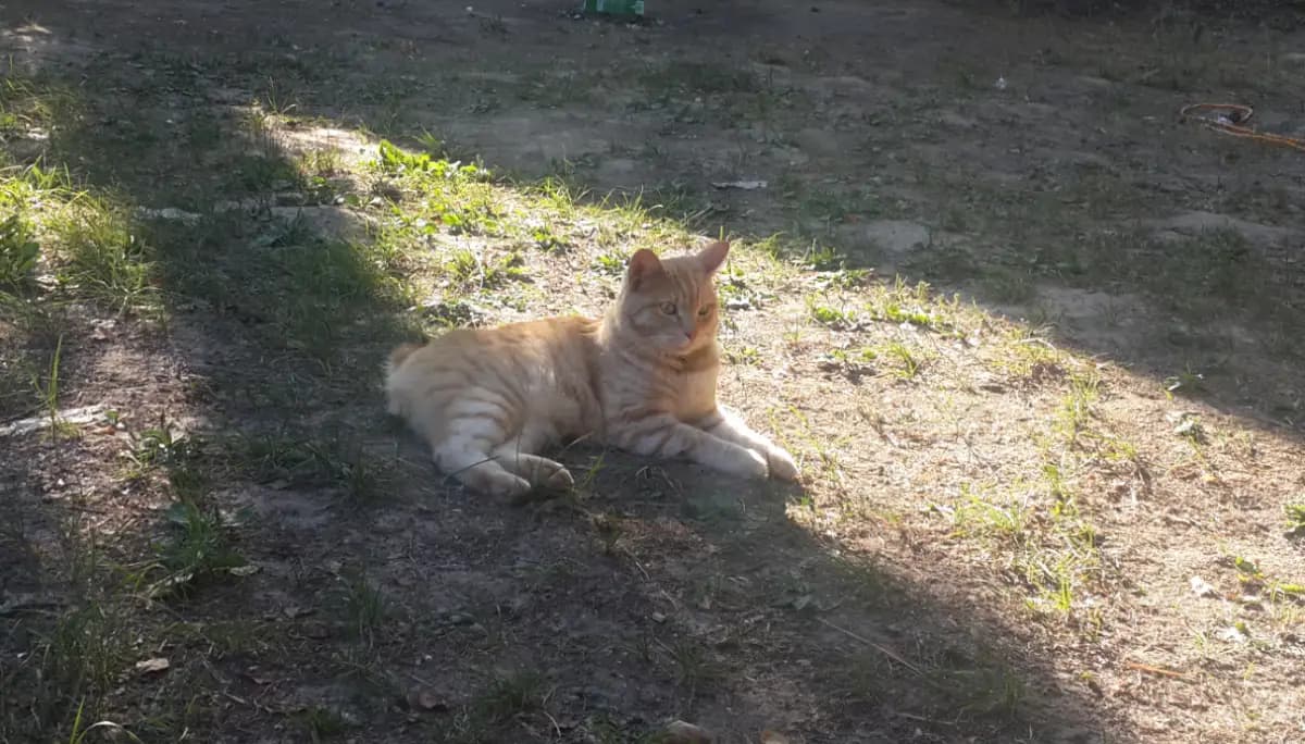 Моменты из жизни Абрикоса