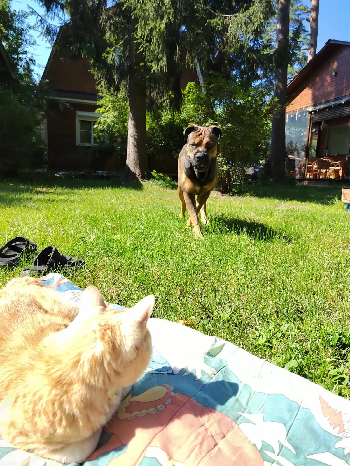 Моменты из жизни Абрикоса